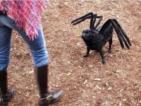 spider.jpg