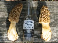 Mushrooms and Beer.jpg