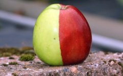 apple-460_1488245c.jpg