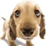 puppycake