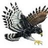 Hawk